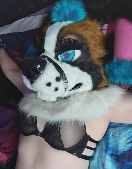 lexipuppy haut étoile archive