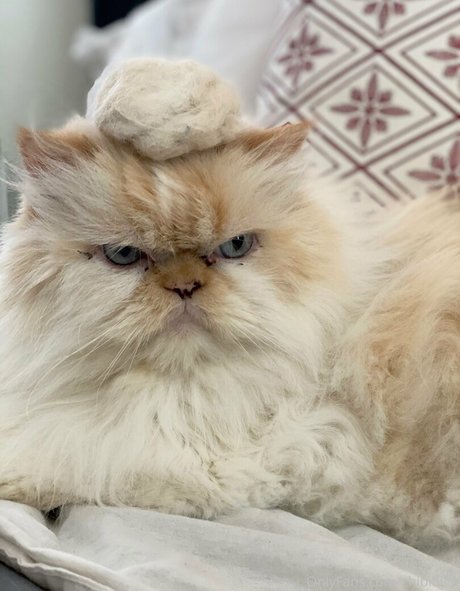 amateurs allemands uniquement parfait sympa collection