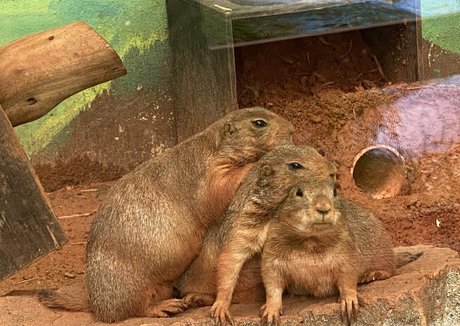 omankovivi étoile des photos