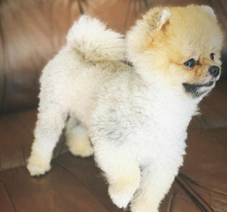 Maya Bulgarien modèle joli des photos