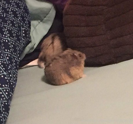 geminiscamp star du porno gratuit collection