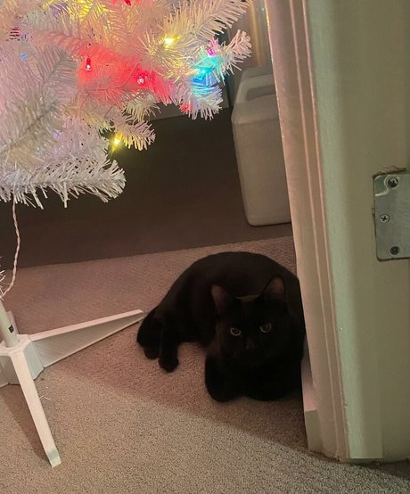 drearoseee actrice de nus galeries