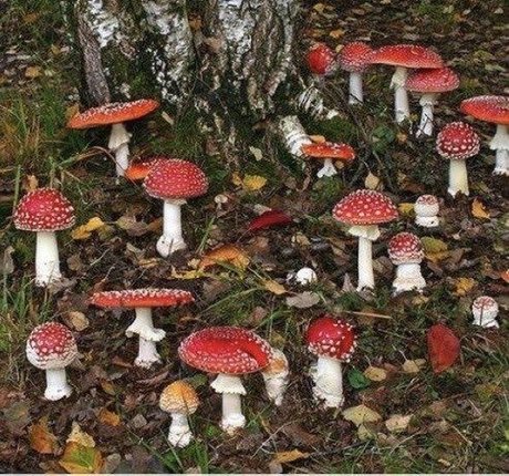 fans de monstres uniquement meilleur gratuit images