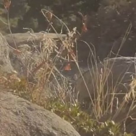 Peachypeaks actrice libre img