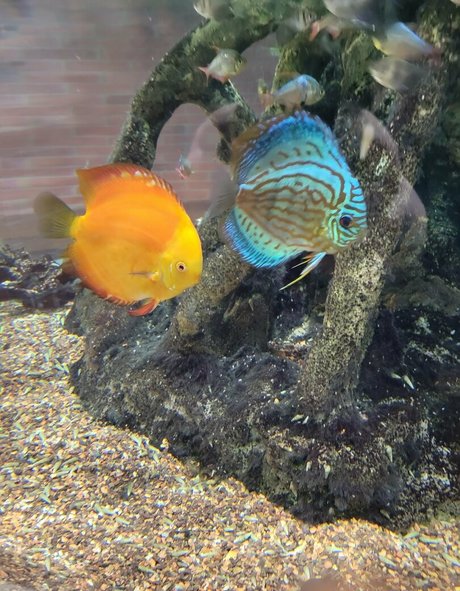 cowgirl milf uniquementfans joli porno des photos