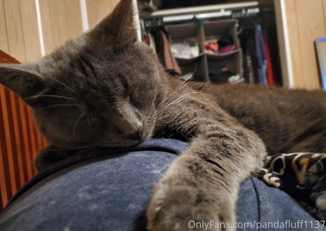 pandafluff1137 art étoile image