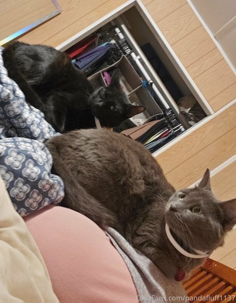 pandafluff1137 star du porno gratuit img