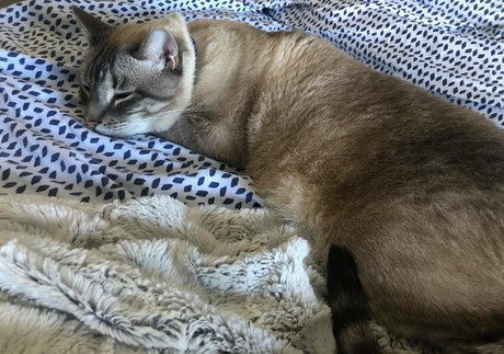 wolf6actual actrice de sexe image