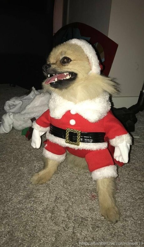 siswetlive art star du porno img