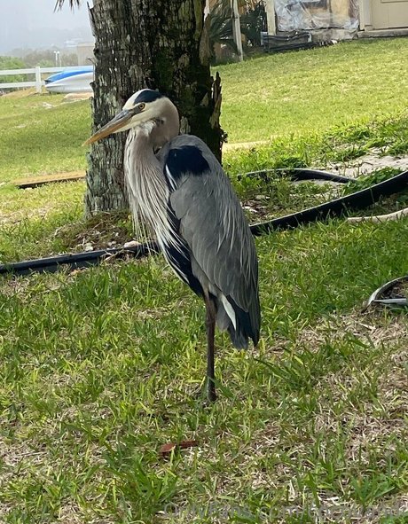 cocovandi modèle parfait galeries