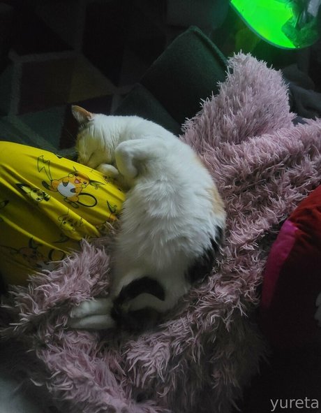 fans gays poilus uniquement haute définition adulte photo