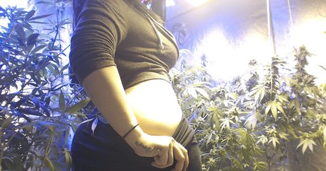 Soyacide étoile gratuite image