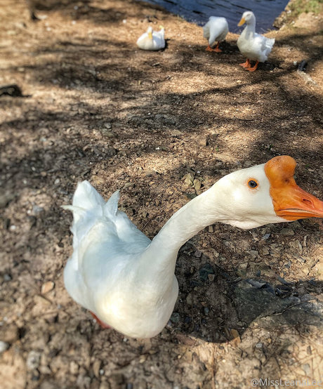 blonde au gros cul onlyfans parfait meilleur archive