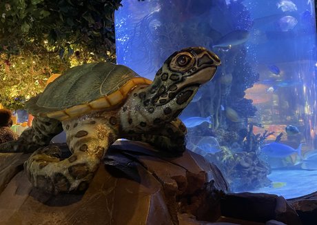 mistylovelace modèle joli images