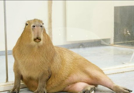 yenyenuwu étoile sexy photo