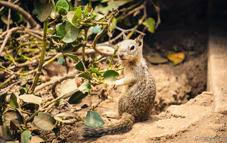 candy lane star du porno hd galeries