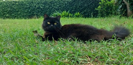 avilinax nus étoiles image