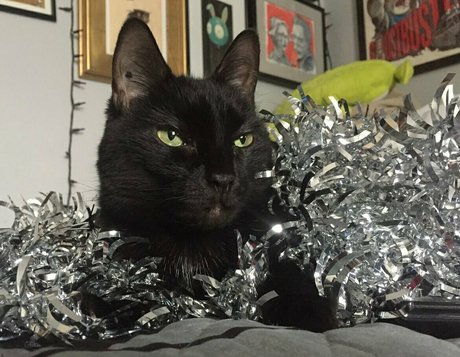 mochi fett étoile sympa galerie