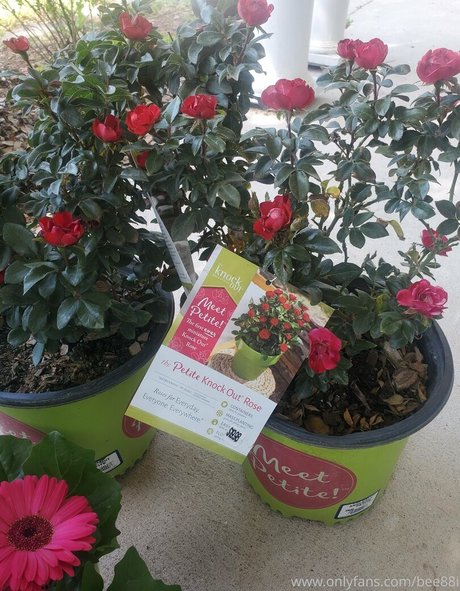 bee88i modèle sympa galeries