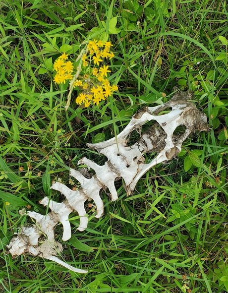 bee88i actrice de sexe archive