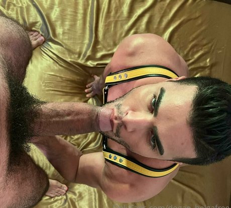 dogao belgafree modèle adulte collection