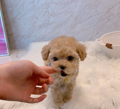 amysong99 belle étoile des photos