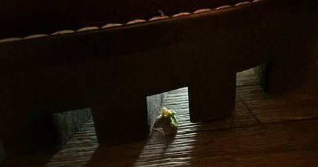 solecirilla top star images