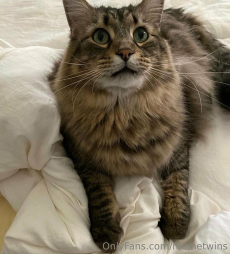 MinneTwins étoile img