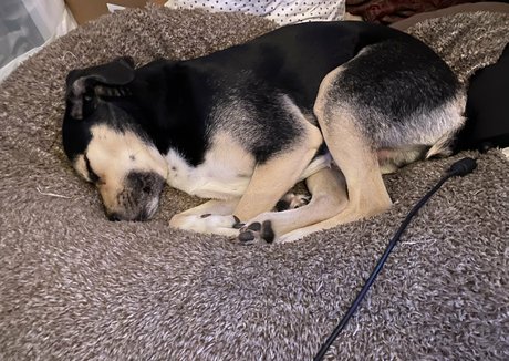 bellecreed star du porno xxx photos