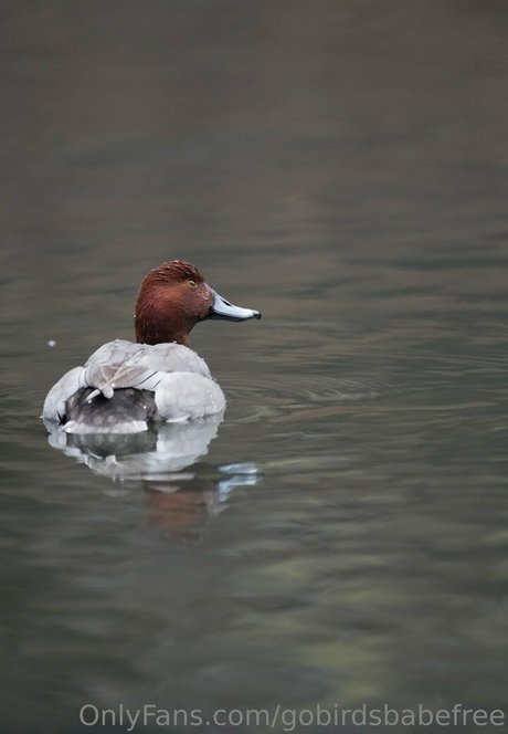 gobirdsbabefree haut de star du porno photo