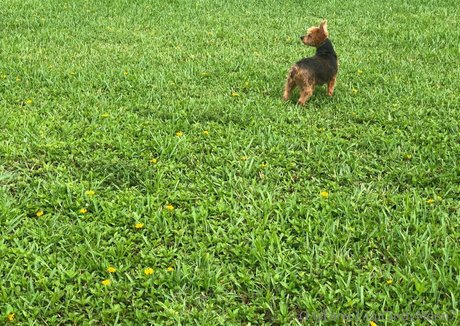 fans dadolescents japonais uniquement nu img