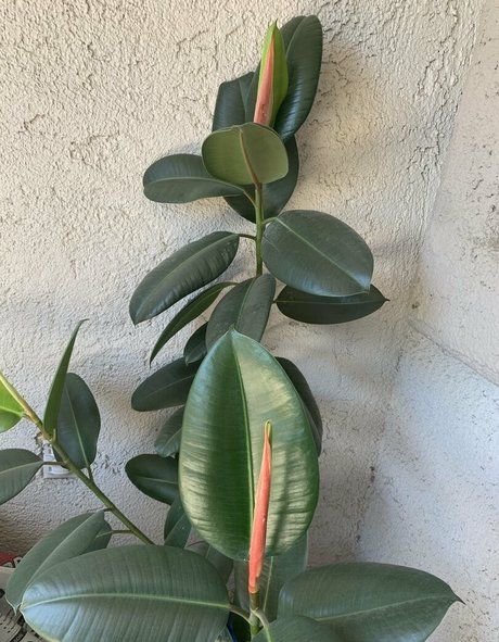 adora belly free actrice photo