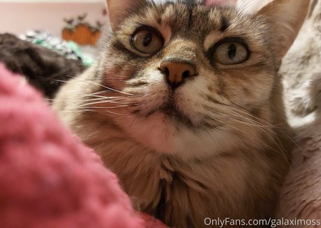 chaton potelé uniquementfans sexe nu photos