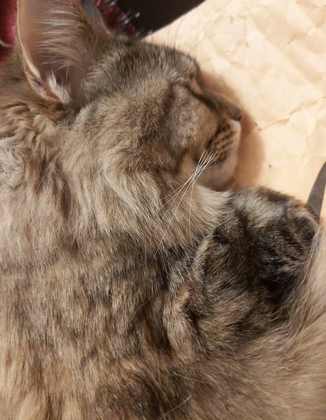 latina épaisse uniquementfans sexy belle images