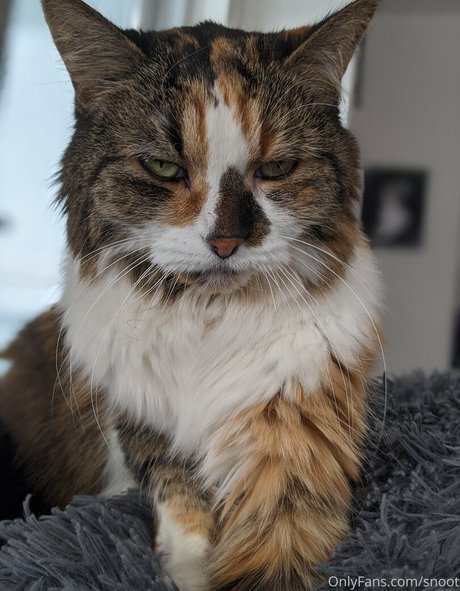 snoot actrice xxx collection