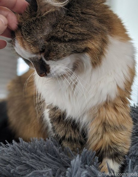 snoot beau modèle photos