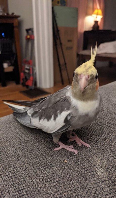 Natalie Minx star du porno chaude galerie