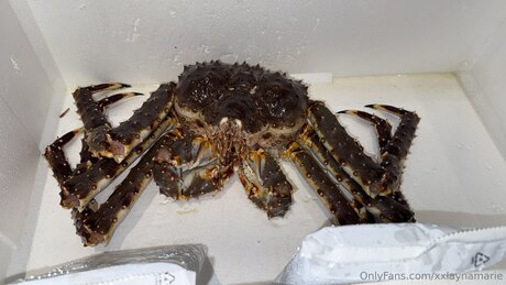 xxlaynamarie modèle joli galeries