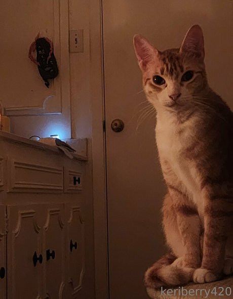 seuls les fans potelés chaud image