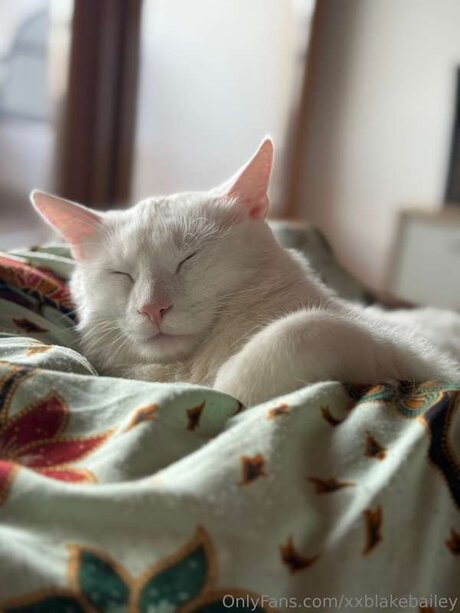 fans asiatiques maigres uniquement érotique en haute qualité photo