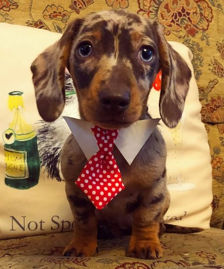 Chanelle Mauricette modèle exclusif galeries