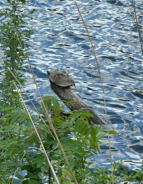 akiraalita star du sexe archive