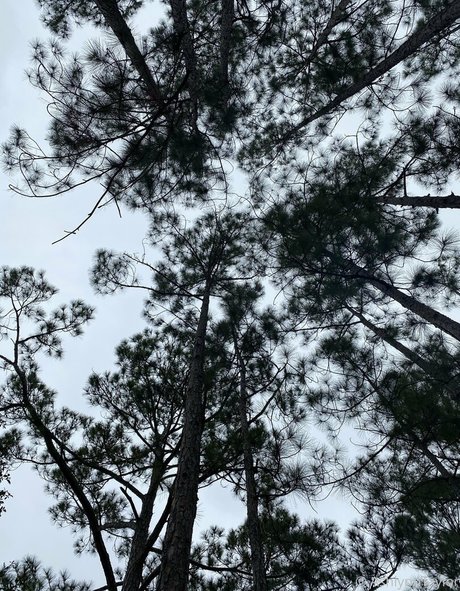 missashlynn star du porno gratuit img