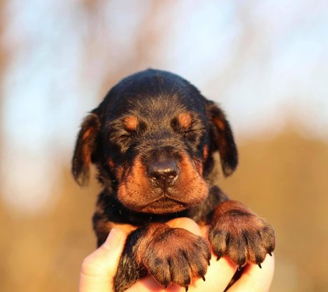 kristenhughey nus étoiles images